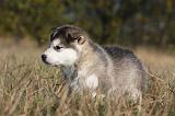ALASKAN MALAMUTE 504